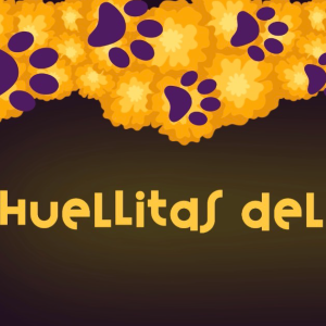 paquete animación visual